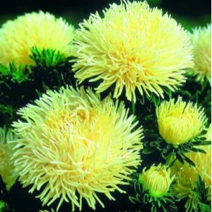 Астра Золотая