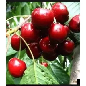 Черешня Амулет