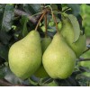 Груша Орловская летняя: фото и описание