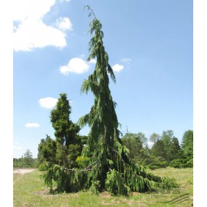 Кипарисовик Нутканский 40-60 см