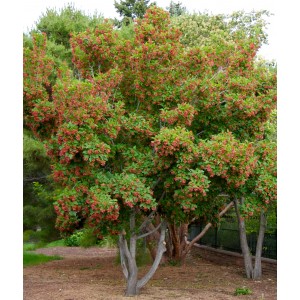 Клён Татарский (от 150 см)