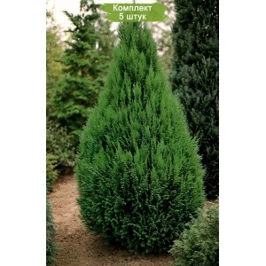 Комплект 5шт / Кипарисовик Туевидный 40-60 см