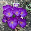 Луковицы Крокуса Томазини Барс Пёрпл (Barr's Purple) - 5 шт.: фото и описание