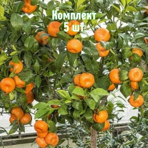 Комплект 5шт / Мандарин Клеопатра