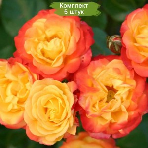 Комплект 5шт / Роза Румба (спрей)