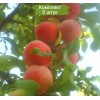 Саженцы средней красной сливы Персиковая -  5 шт.
