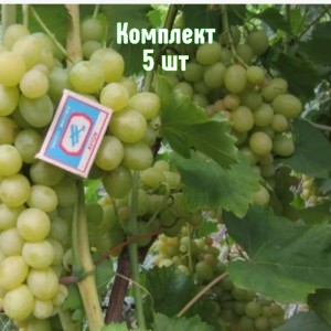 Комплект 5шт / Виноград Золотинка