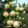 Яблоня Белорусский синап - 5 шт.: фото и описание