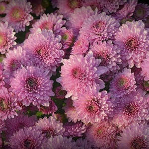 Хризантема ФОНТАЙН крем (Мультифлора/Нежно-розовая)